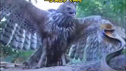 鹰与蛇在线观看,在线观看鹰与蛇的惊险对决  第1张